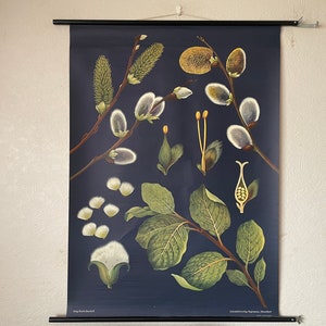 Quadro escolar vintage GOAT WILLOW TREE Jung Koch Quentell, quadro de parede botânico de salgueiro-gato 1965, salgueiro-gato