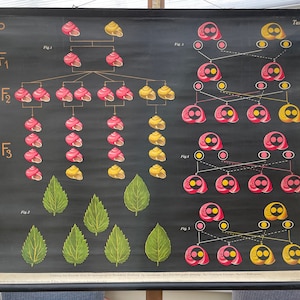 Zeldzame vintage school grafiek van GENETISCHE OVERERVING in SNAILS muur grafiek roll down pull down.