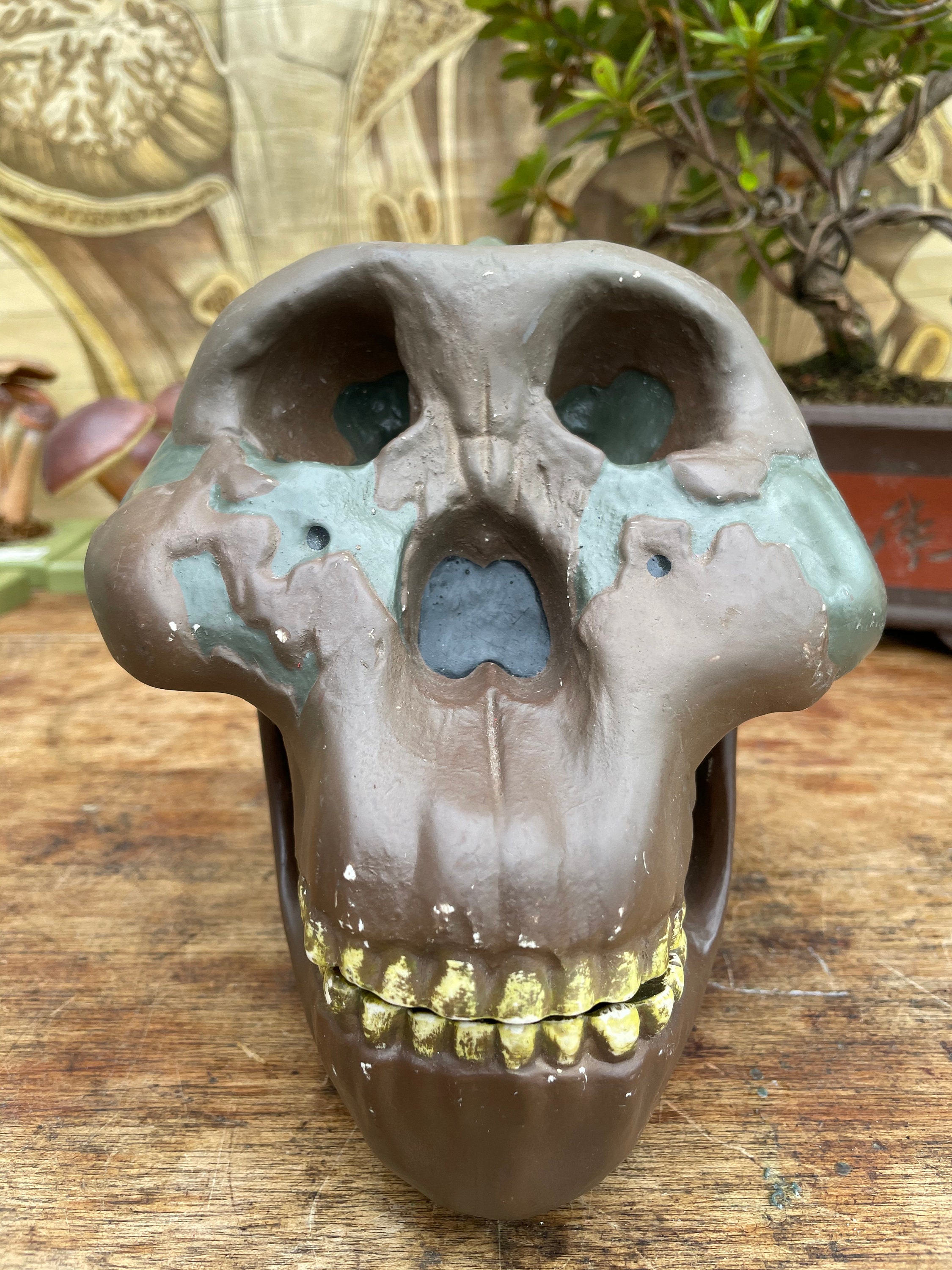 ヴィンテージ ソムソ パラントロプス ボイセイ頭蓋骨模型：解剖学教育