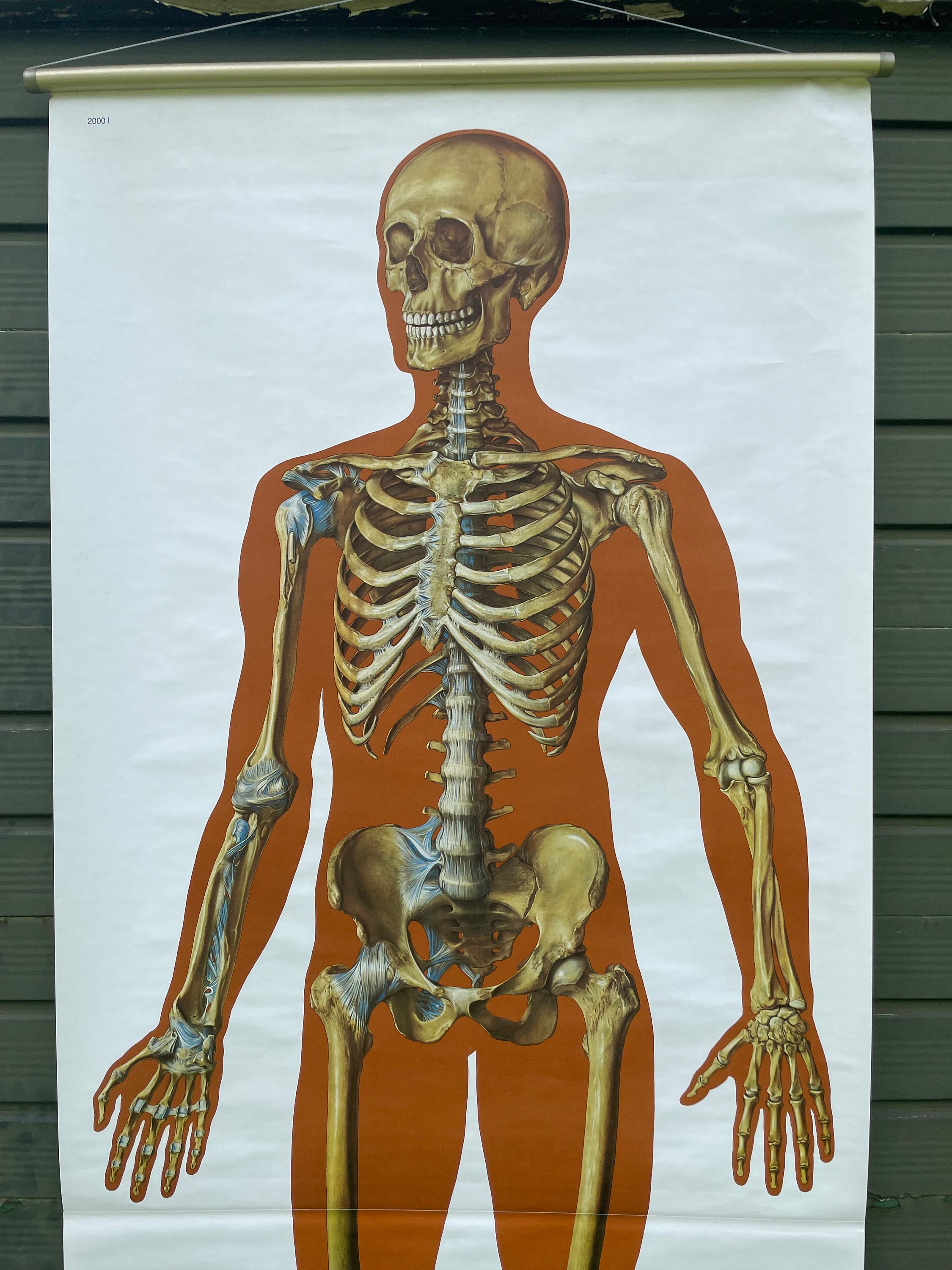 Vintage FULL BODY SKELETON School Chart Bones Anatomy Roll Down Medical ...