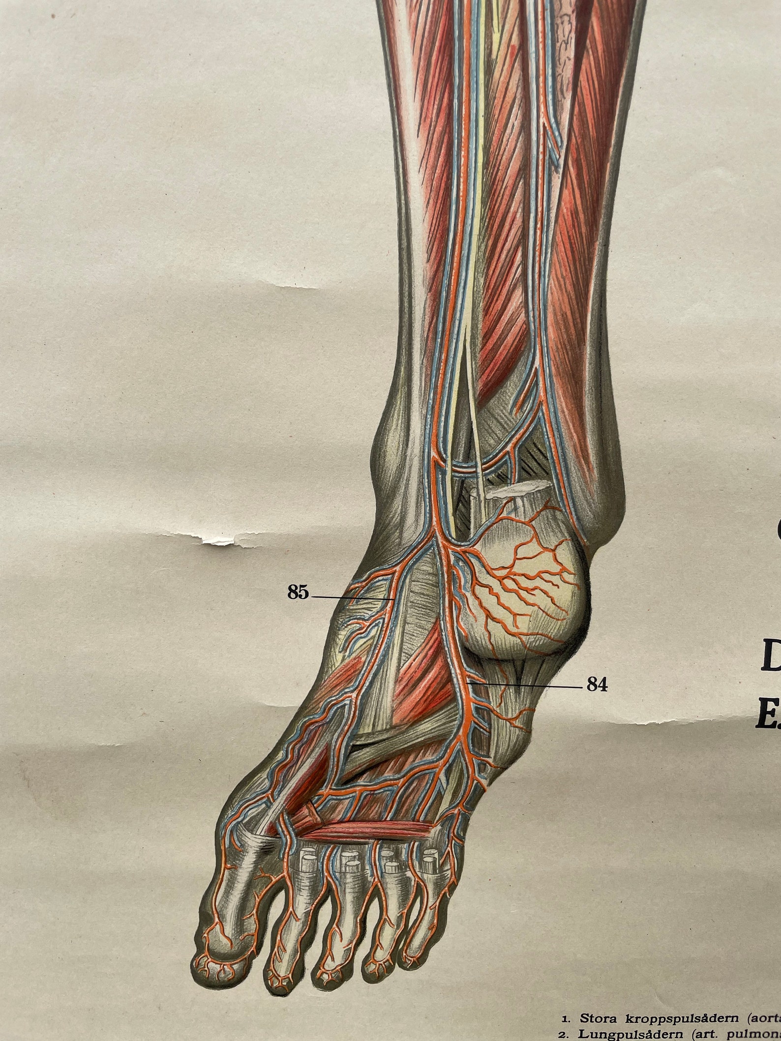 Vintage Full Body CIRCULATION Educational MEDICAL School Chart Anatomy ...