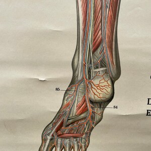 Vintage Full Body CIRCULATION Educational MEDICAL School Chart Anatomy ...