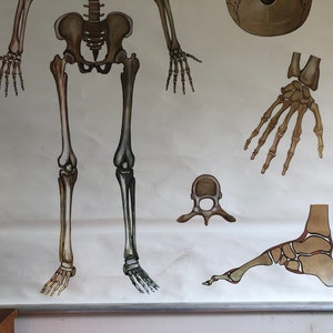 Vintage SKELETON & SKULL School Chart 1970's Roll Down Educational ...