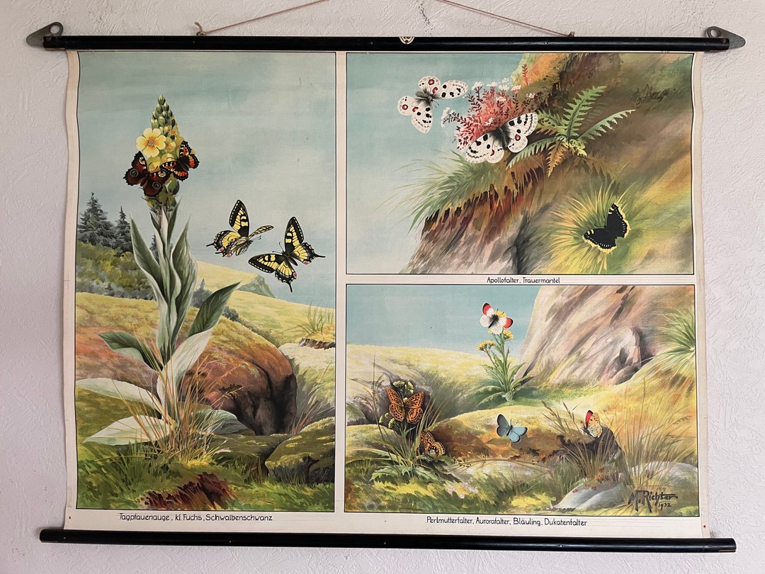 Vintage Butterfly School Chart Swedish Educational Wall Hanging Etsy