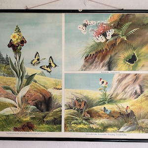 Vintage BUTTERFLIES school chart wall hanging. Swedish educational wall chart MOTHS