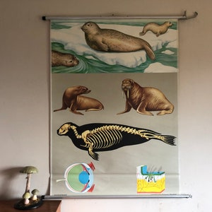 Vintage SEALS Schulkarte Jung Koch Quentell pädagogische Plakat Marine Säugetiere