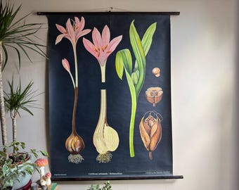 Vintage Lehrtafel HERBST KROKUS von Jung Koch Quentell HAGEMANN Lehrtafel.