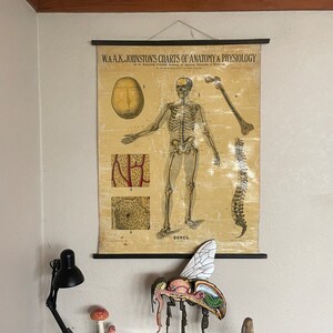 May include: Anatomy and physiology chart with a detailed illustration of the human skeletal system. A model of a bee's internal structure is displayed on a green base. A black desk lamp and mushroom figurines are also visible.
