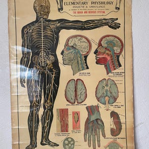 Antique Anatomy Chart of BRAIN & NERVOUS SYSTEM Circa 1908, Physiology ...