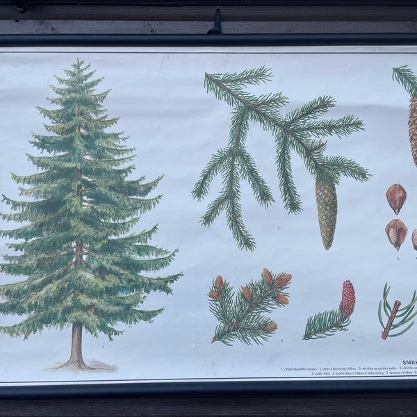 Vintage NORWAY SPRUCE TREE boanical school chart botany roll down linen poster