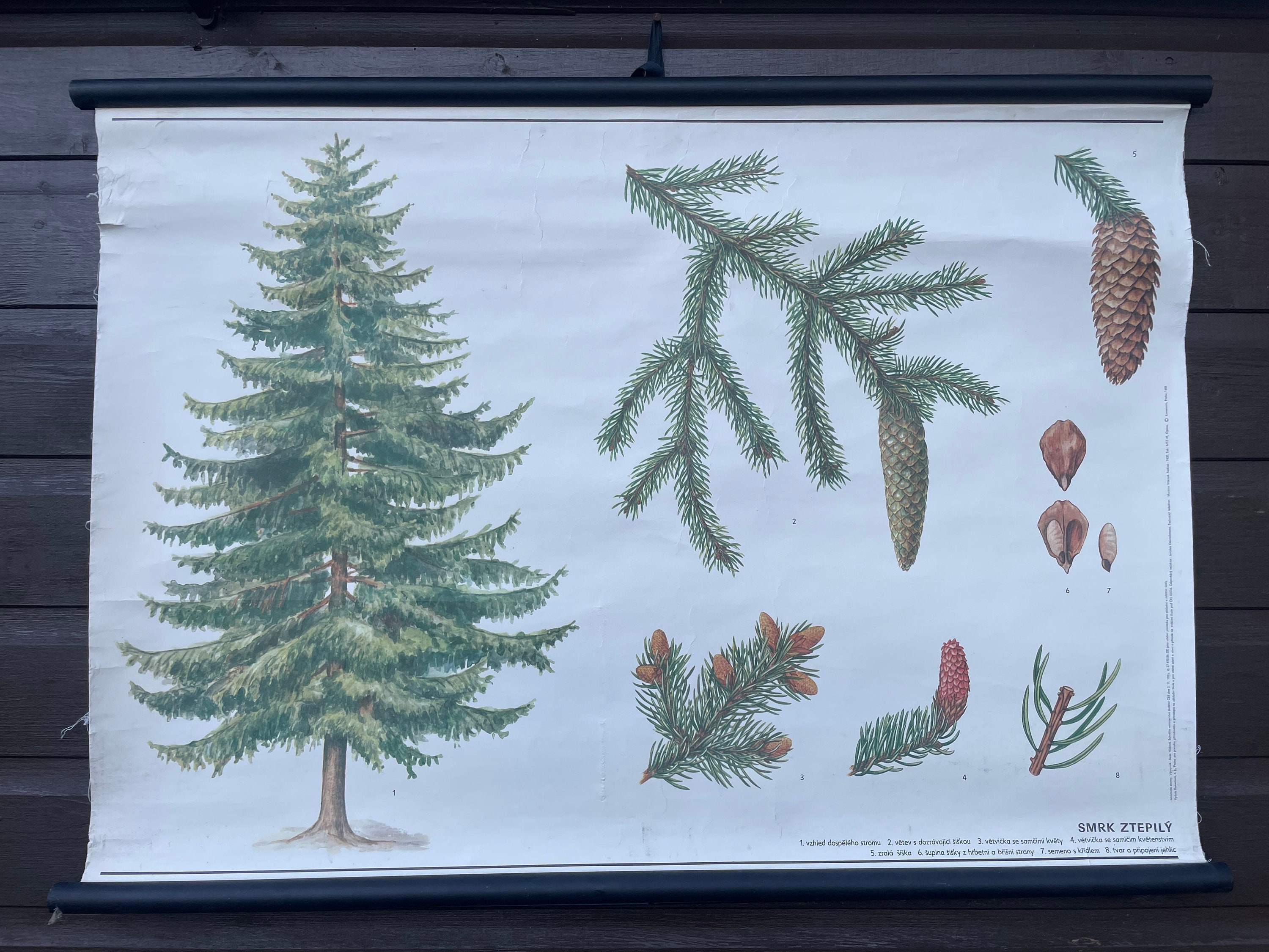 Vintage NORWAY SPRUCE TREE boanical school chart botany roll down linen poster