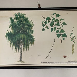Cartaz escolar de botânica vintage BIRCH TREE BOTÂNICA