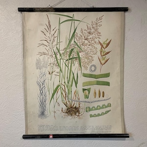 Vintage botanische muurkaart van BENTBACK GRASS 1947 kaart wilde bloemen schoolkaart