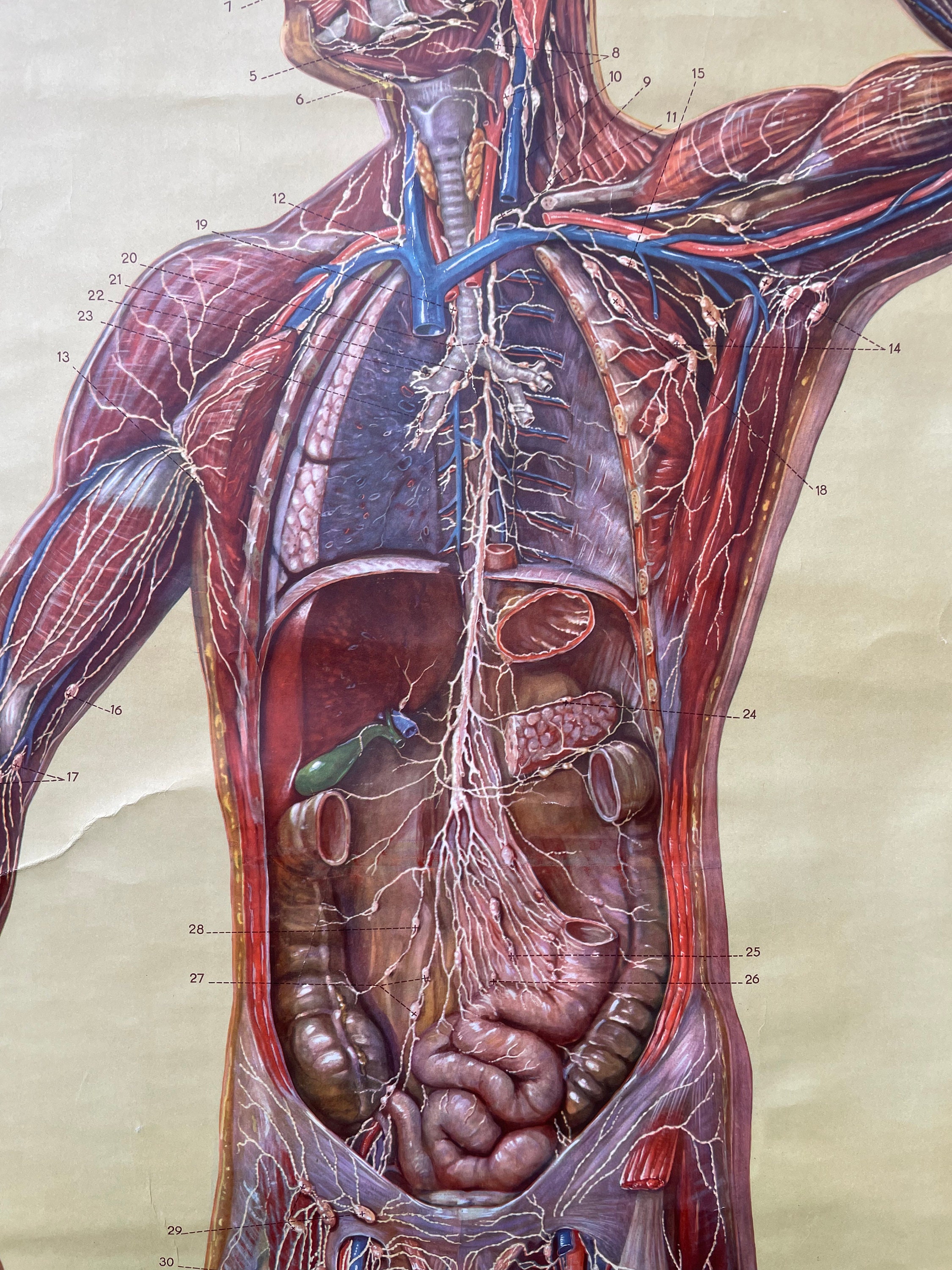 Vintage Full Body Medical School CHART of the LYMPHATIC SYSTEM ...