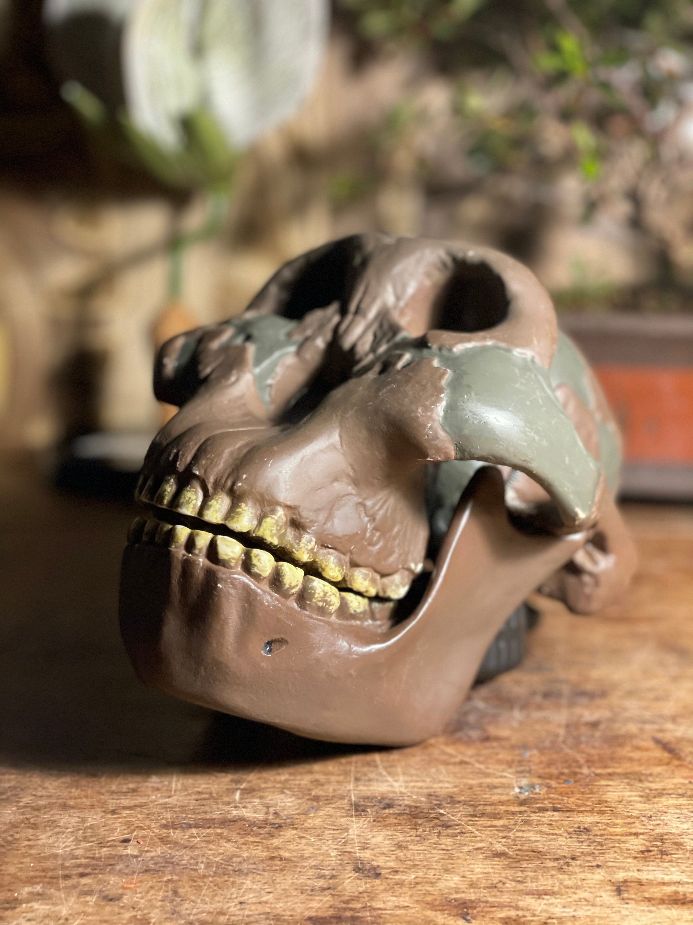 somso 頭蓋骨模型 SOMSO】ソムソ社製品 頭蓋骨模型(付属の袋つき) 1分の1サイズ