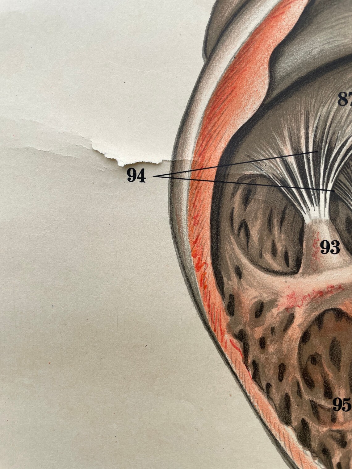 Vintage Full Body CIRCULATION Educational MEDICAL School Chart Anatomy ...