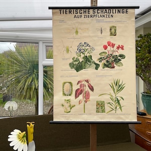 Carte scolaire vintage de GREENFLY - animaux nuisibles sur PLANTES D'INTERIEUR Carte murale éducative.