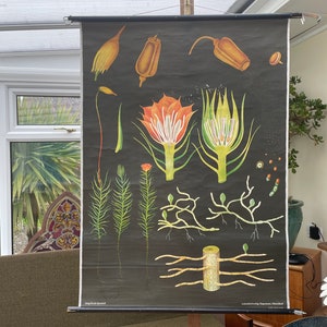 Vintage HAIRCAP MOSS schoolkaart BOTANISCHE wandkaart poster Jung Koch Quentell 1968.