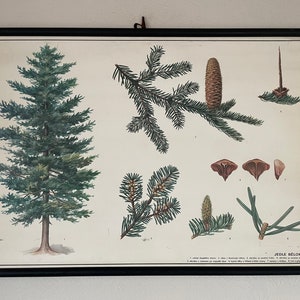 vintage WHITE FIR TREE botanique école graphique botanique rouler affiche en lin.