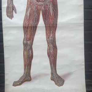 Vintage Full Body Medical School CHART of the LYMPHATIC SYSTEM ...