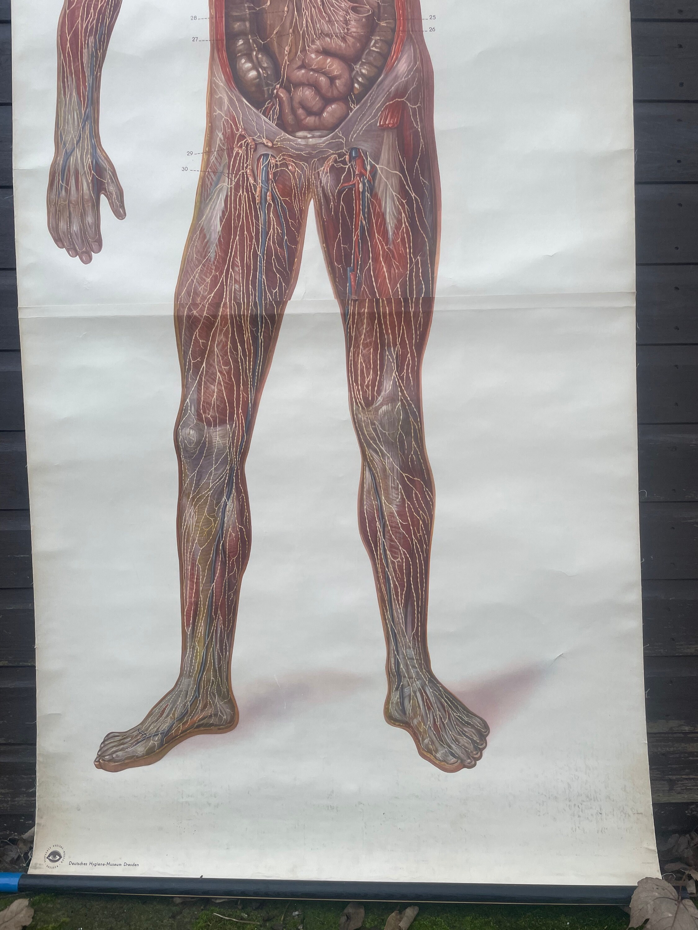 Vintage Full Body Medical School CHART of the LYMPHATIC SYSTEM ...