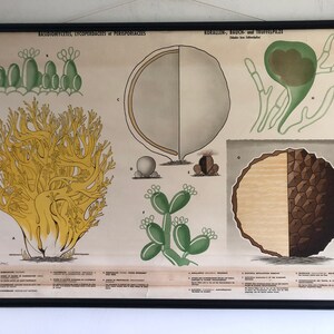 Cartaz escolar vintage de TRUFAS, FUNGOS E COGUMELOS, pôster de parede educacional