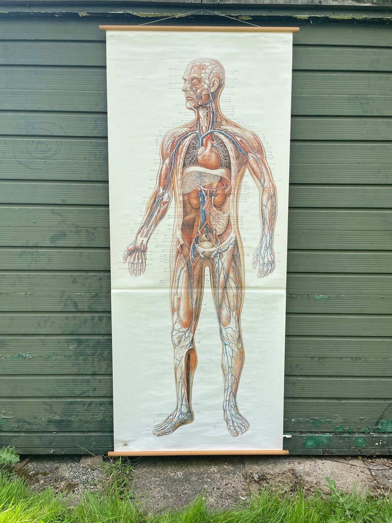 Vintage FULL BODY CIRCULATION School Chart Anatomy Roll Down Medical ...
