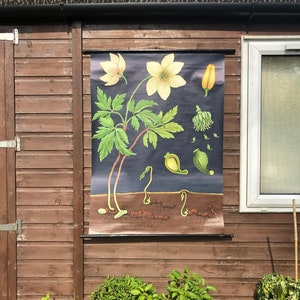 Vintage ANEMONE schoolkaart door Jung Koch Quentell BOTANISCHE linnen poster 1970s