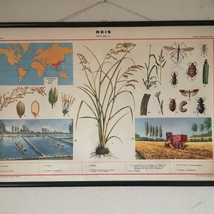 carte scolaire vintage RICE PLANT, carte murale éducative botanique HERBE