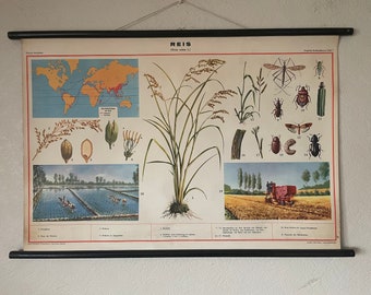 Vintage school chart of RICE PLANT botanical educational wall chart GRASS