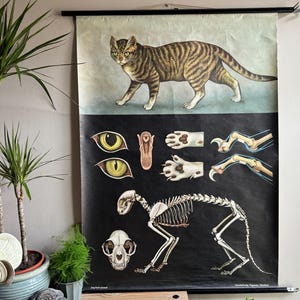 Vintage roll down school chart of a DOMESTIC CAT by Jung Koch Quentell  educational wall chart