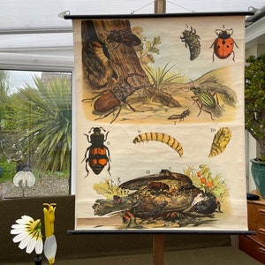carte scolaire vintage de BEETLES par J F Schreiber lithographie vers 1889-1905 coccinelles cerf