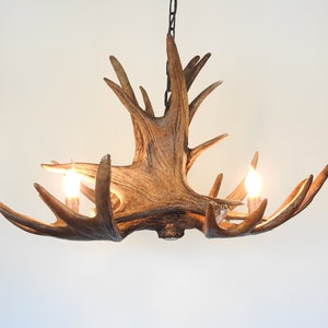 Real Moose Antler Chandelier for 3 Lights