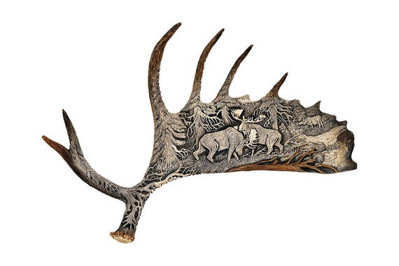 moose antlers