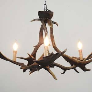 Fallow Deer Real Antler Chandelier for 3 Lights