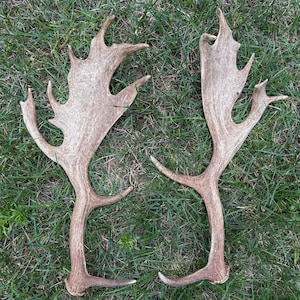 Real Fallow Deer Antler Set for Farmhouse Decor