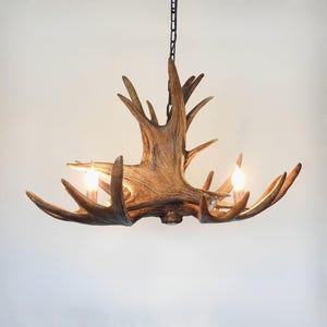 Lustre en bois d'orignal véritable pour 3 lumières