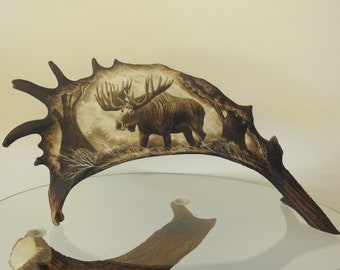 Echt staand gewei toont staande eland