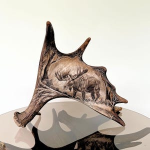 Real Moose Antler Carving Shows Moose