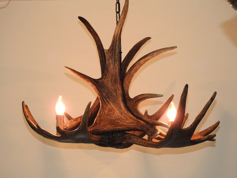 Real Moose Antler Chandelier for 3 Lights Etsy