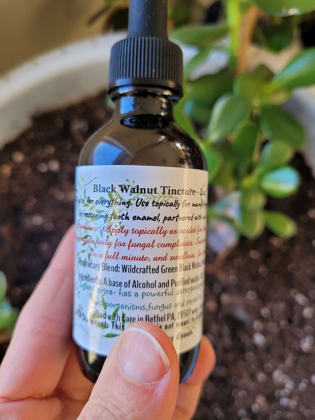 Black Walnut Extract 2oz. Bottle Juglans Nigra- Wildcrafted Green Black ...