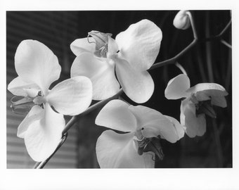 Moth Orchids I
