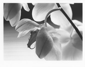 Moth Orchids II
