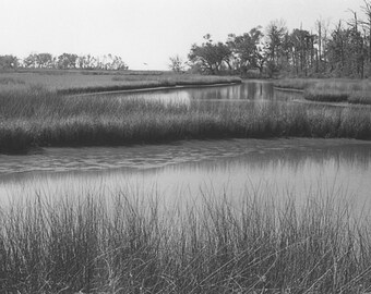 Marsh near Ocean Springs, Mississippi