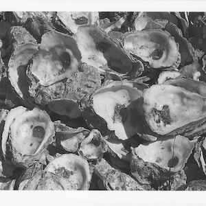 Oyster Shells