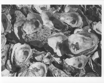 Oyster Shells
