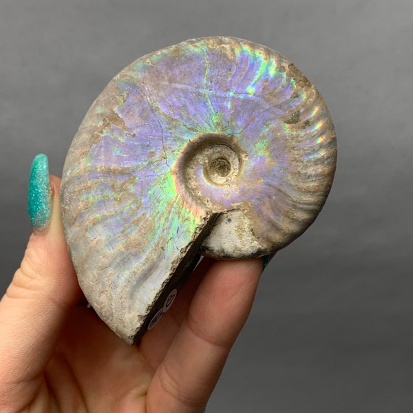 Rainbow Iridescent Ammonite Fossil, Opalized Ammonite