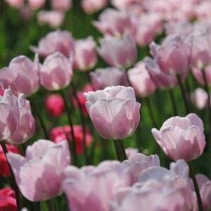 Wenskaart met prachtige tulpen in Spanje