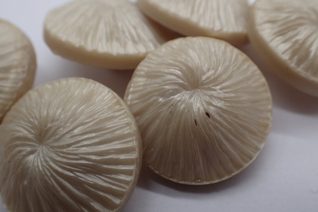 Six Vintage White Bark Buttons - Etsy