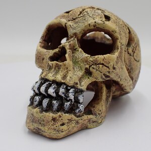 May include: A detailed, weathered skull sculpture with a beige and brown color scheme. The skull features open eye sockets and a detailed jaw with white teeth. The surface has a textured, aged appearance, suggesting a vintage or gothic theme.